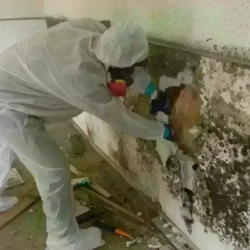 Mold Remediation and Removal in Gibbstown, NJ